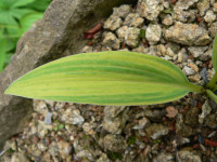 /album/fotogalerie-nabidka/hosta-hyuga-urajiro-list-jpg/